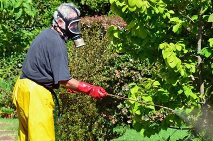 Click to enlarge insecticide chlorpyrifos