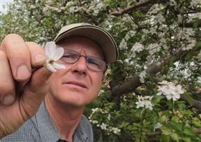 Keith Wright displays a frost-damaged apple blossom