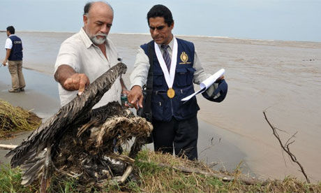 Click to enlarge Peruvian officials examine a pelican carcass on the beach of Port Eten.