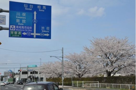 Cherry blossoms in Minami-soma