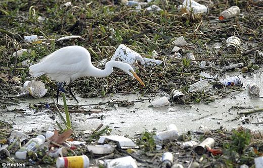 bird in plastic garbage