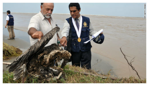Click to enlarge Dead Chilean Birds