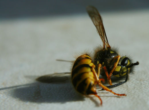 dead bee