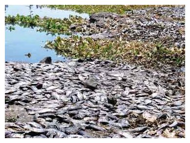 Click to enlarge Dead Fishes