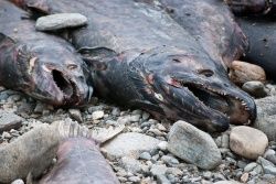 Dead salmon in British Columbia (these ones died from natural causes). 
