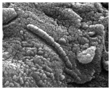 Click to enlarge Microbes in Meteorites