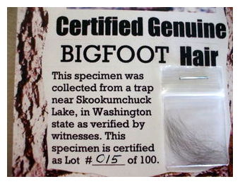 Click to enlarge Bigfoot Hair_2