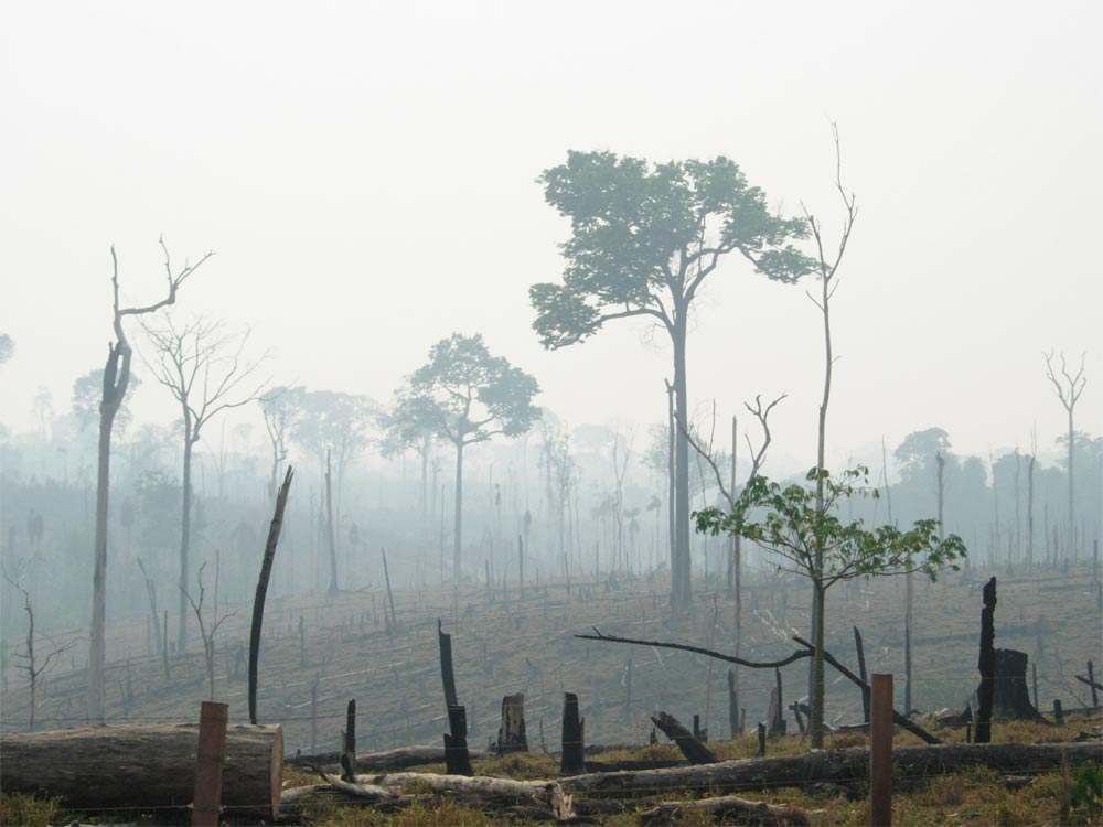 Burnt Amazon Forest