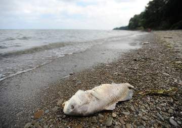 Click to enlarge Lake Erie fish kill