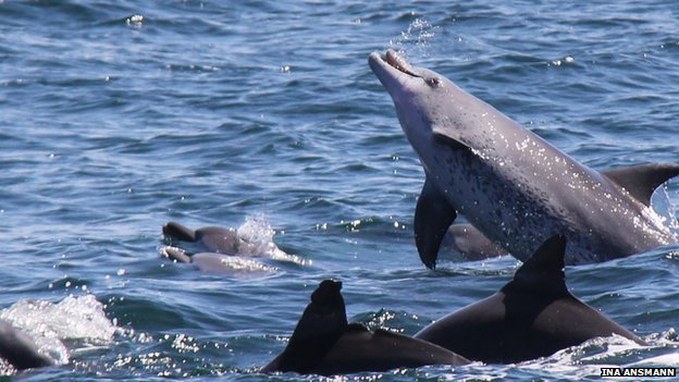 Click to enlarge Dolphins