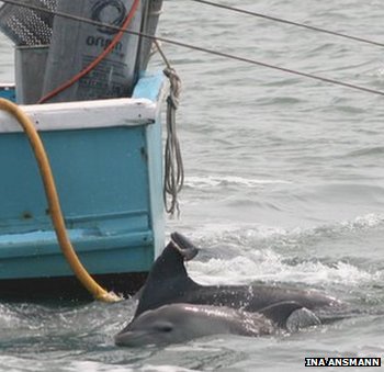 Click to enlarge Dolphins-1