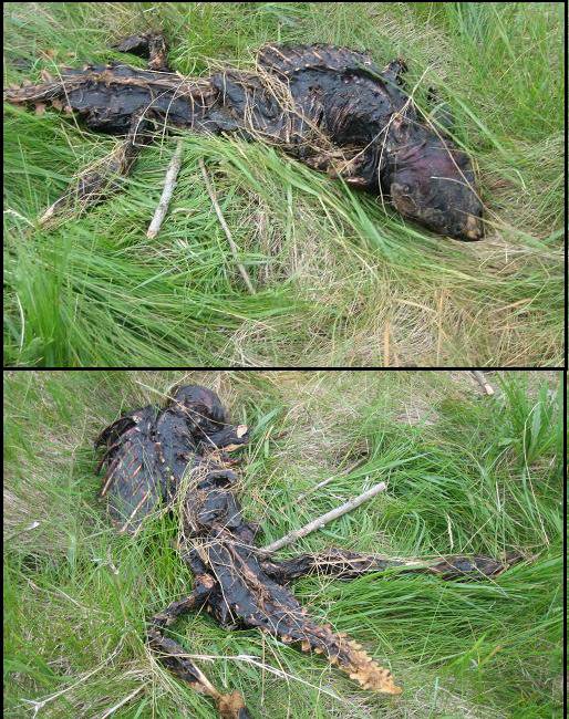 Click to enlarge Strange creature - Ajax Lorax?