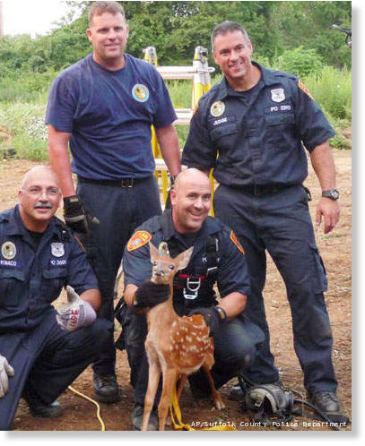 Click to enlarge Fawn and NY police