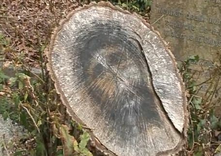 Click to enlarge Tree Stump