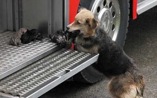 Mother dog saving puppies I