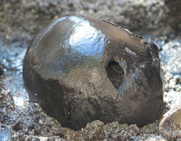 Click to enlarge Ancient Skull_1