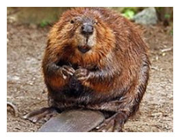 Click to enlarge Beaver