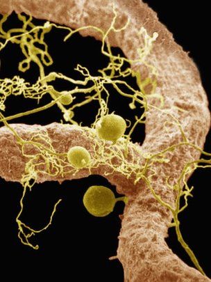 Bacteria living in the roots 