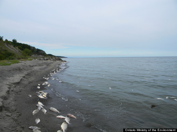 Lake Erie fish kill