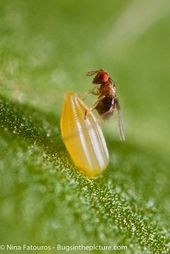 Click to enlarge insect egg