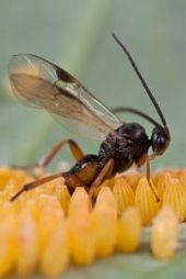 Click to enlarge insect eggs