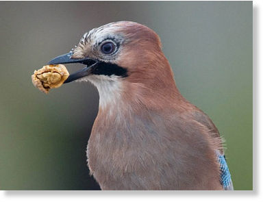 Click to enlarge bird