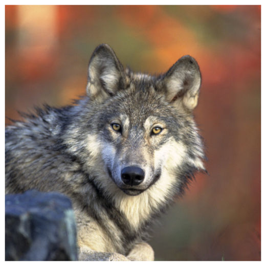 Click to enlarge Gray Wolf