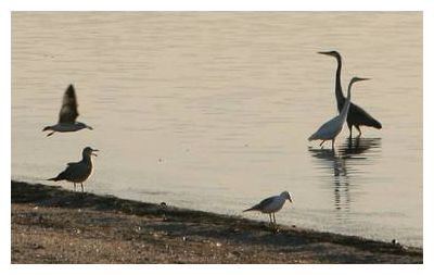 Click to enlarge Sonny Bono Salton Sea