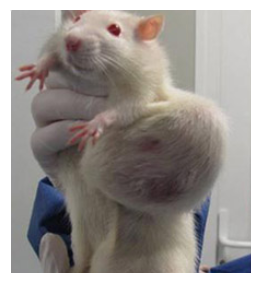 Diseased Rats_1