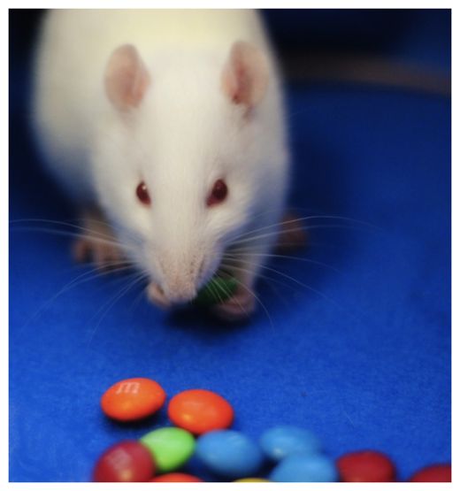 Click to enlarge Rat