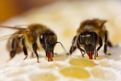 Click to enlarge Zombie Bees