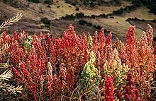 quinoa plants