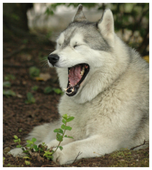 Yawning Husky