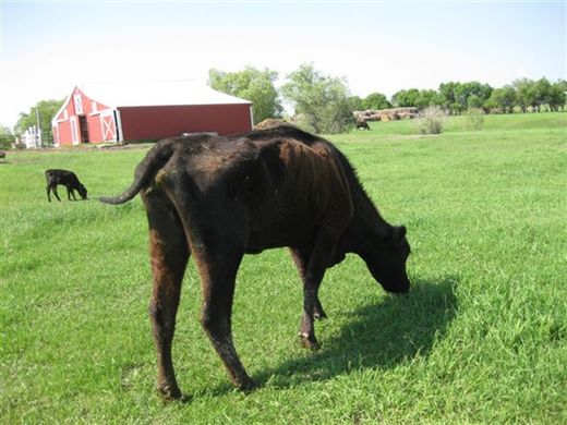 Click to enlarge cow on Jacki Schilke's ranch