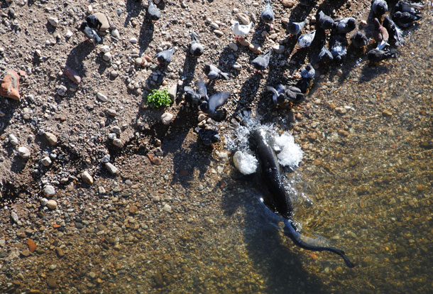 Click to enlarge Catfish Hunting Birds