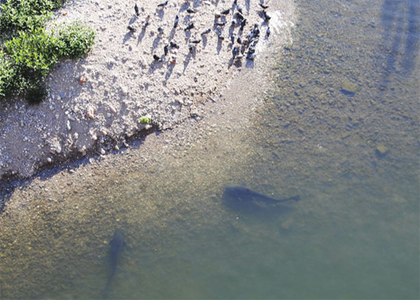 Click to enlarge Catfish Hunting Birds_1