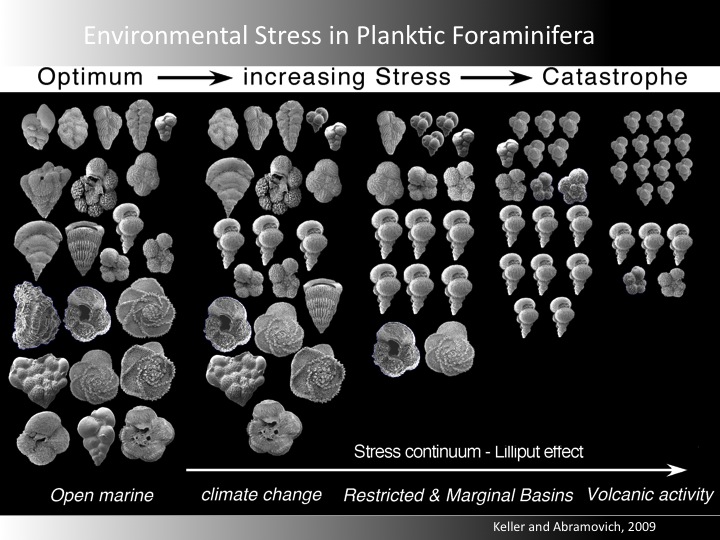 Click to enlarge Fossils