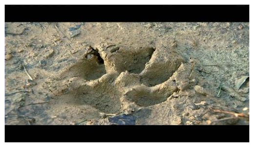 Click to enlarge Mysterious Animal