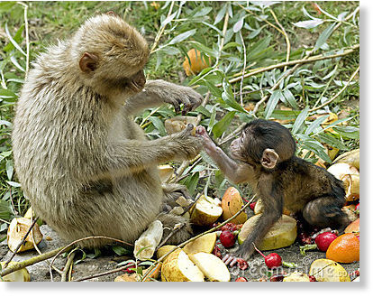 Click to enlarge monkey