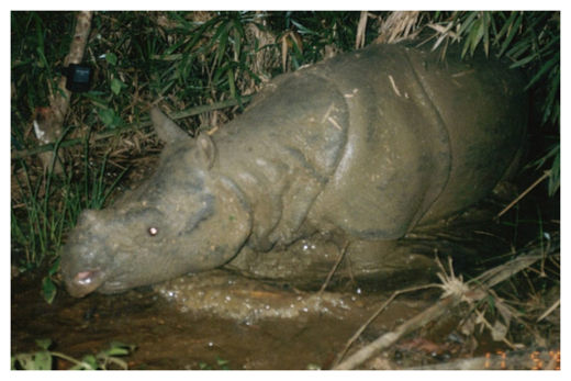 Javan rhino