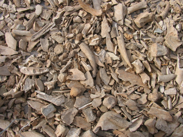 Click to enlarge Cattle Bones