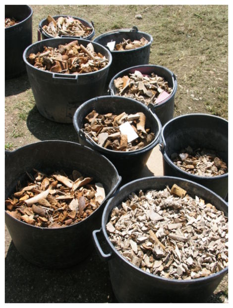 Click to enlarge Cattle Bones_1