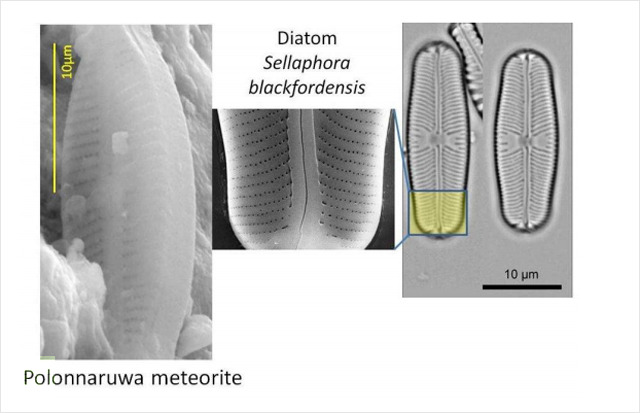 Comparison of a Polonnaruwa meteorite structure with a well-known terrestrial diatom
