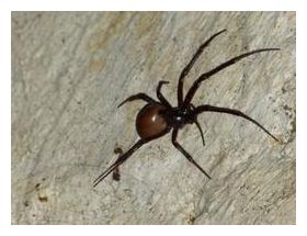 Click to enlarge Rare Spiders in Tomb_1