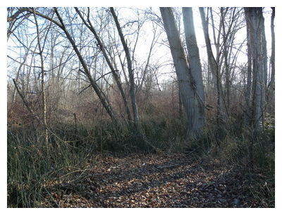 Click to enlarge Soggy Wetland