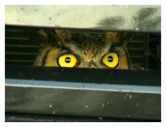Stuck Owl
