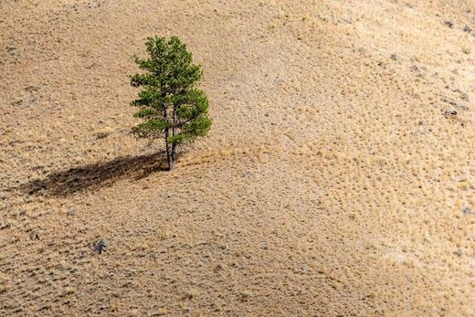 A tree stands alone in the drought-stricken Salmon-Challis National Forest