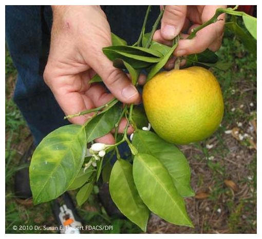 Click to enlarge Citrus Crops