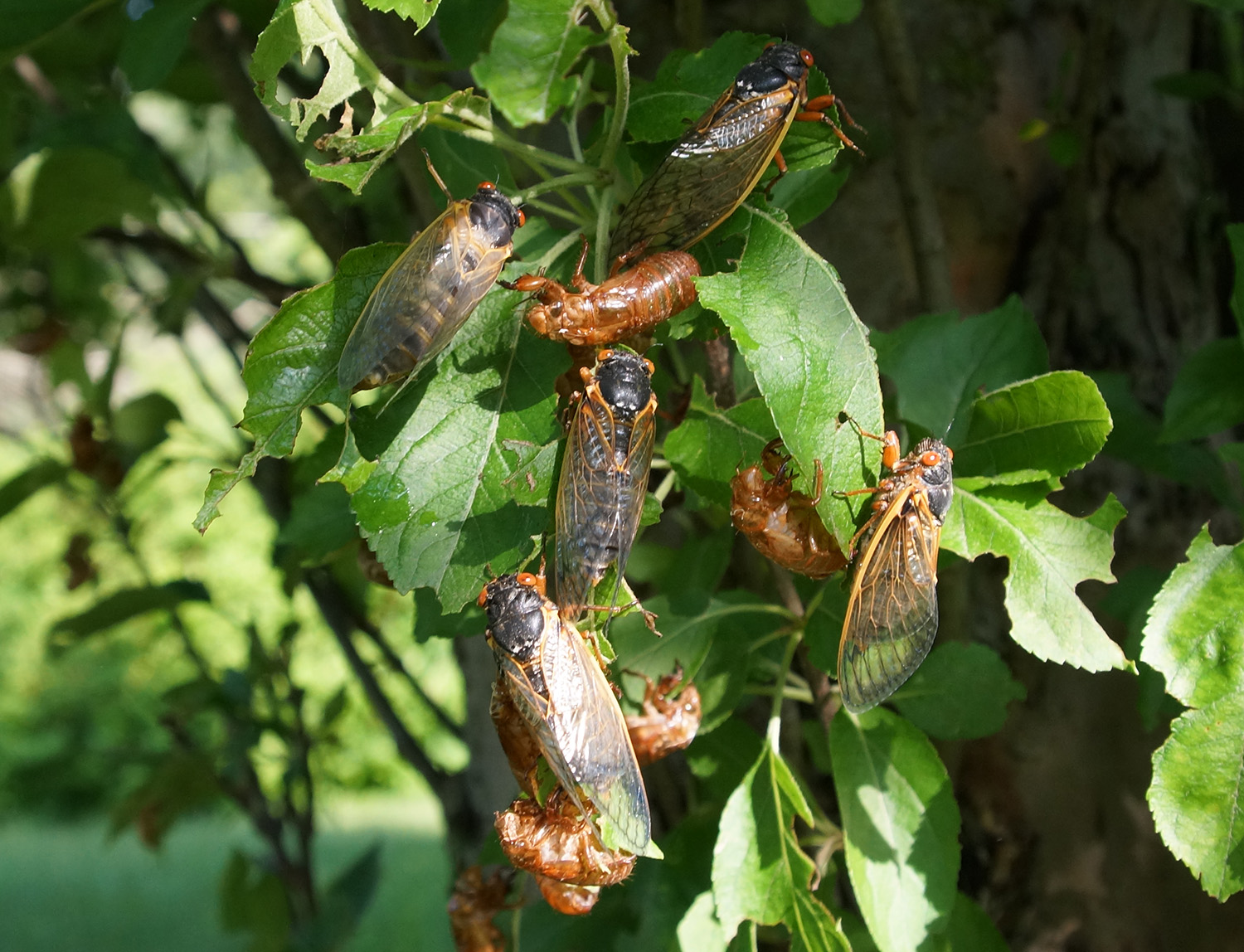 Click to enlarge Cicadas