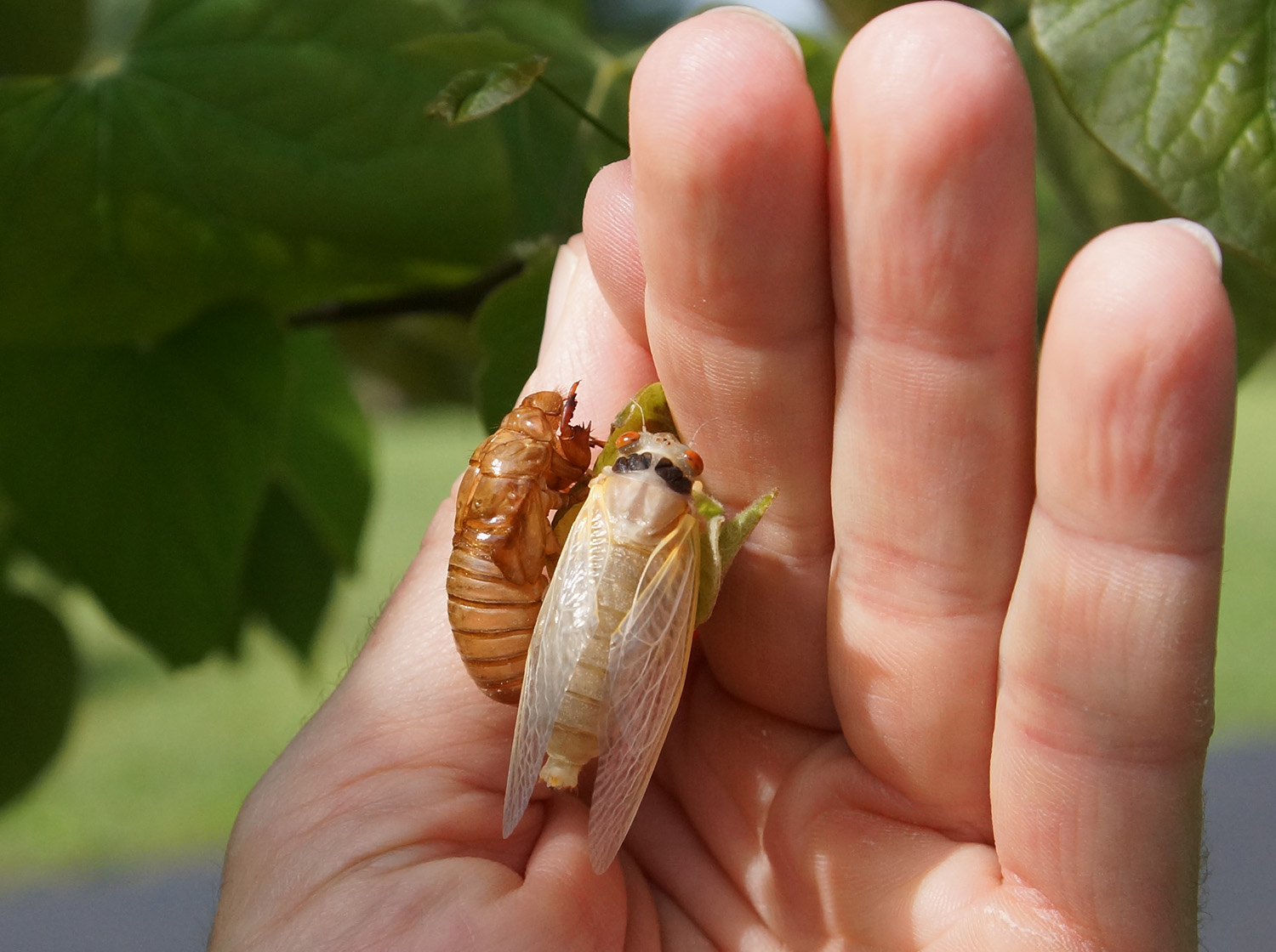 Click to enlarge Cicadas